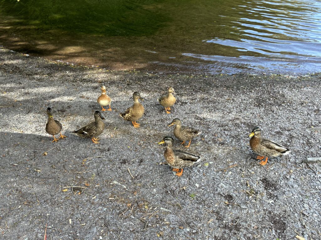 Making the most of the Summer Holidays 2024! 14 Ducks at llyn padarn